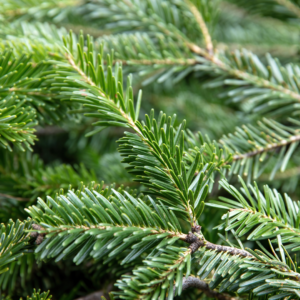 Douglas Fir (Pseudotsuga Menziesii)