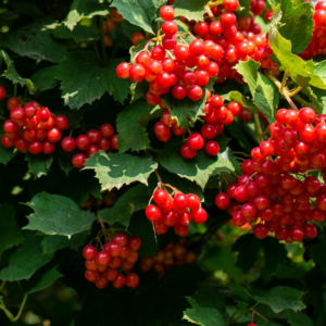 Highbush Cranberry (Viburnum Edule)