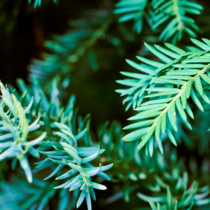 Western Hemlock (Tsuga Heterophylla)