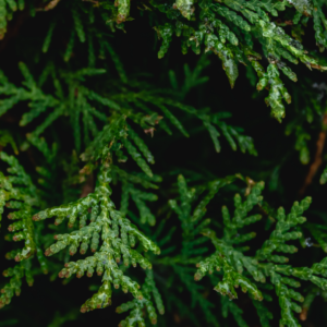 Western Red Cedar (Thuja Plicata)